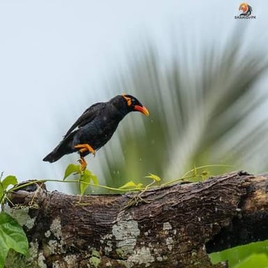 A hill myna perched on a branch, with glossy dark feathers and bright yellow-orange wattles.