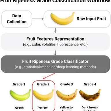 Fruit shown at several stages as it approaches full ripeness.