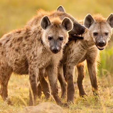 A spotted hyena standing in grassland.