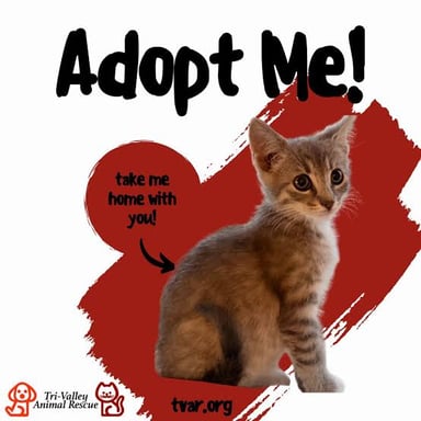 A domestic cat being cared for at an animal rescue before adoption.