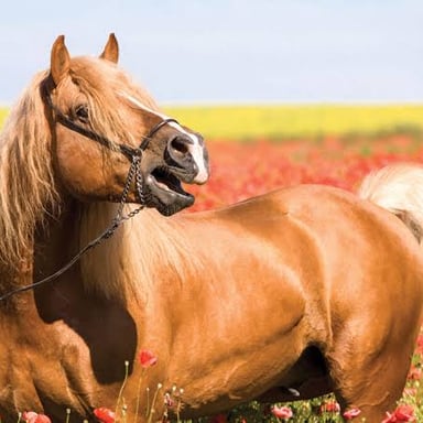 A horse with its mouth open as it calls.