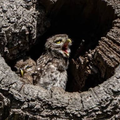 An owl with young owlets in a sheltered nest