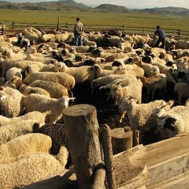 A pastoral community traveling with livestock rather than living in one permanent place