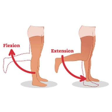 An educational illustration showing knee flexion during ACL rehabilitation.