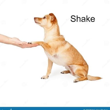 A dog lifting its paw to a person in response to a shake command.