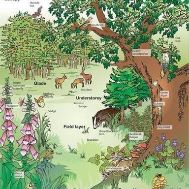 A mix of plant and animal life in a natural habitat.