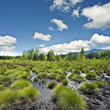 A moss-covered bog with waterlogged, spongy ground.