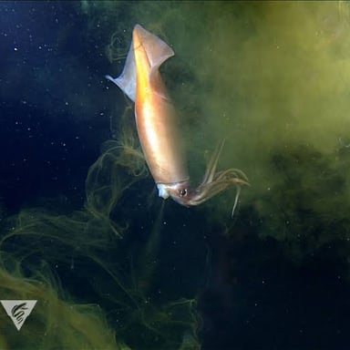 A squid releasing a dark cloud of ink underwater.