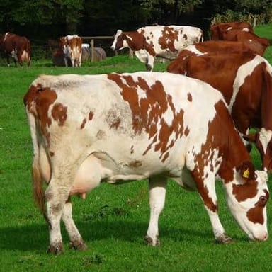 A grassy pasture where animals can graze.