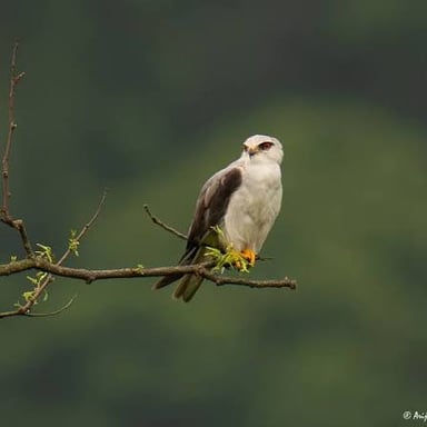 A kite, a bird of prey, with its hooked claws visible.