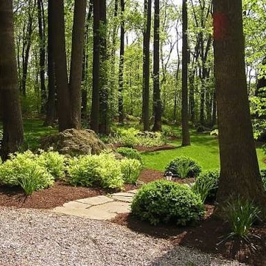 A forest landscape with trees and other natural vegetation.