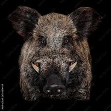 A wild boar shown in a natural setting.