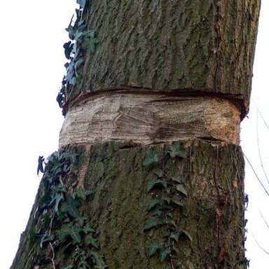 A tree trunk with a continuous ring of bark removed.