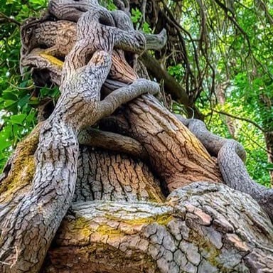 Vines twisted and woven around each other.