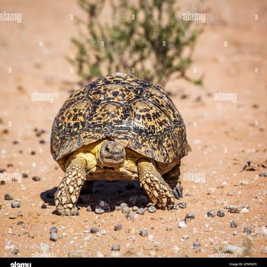 A tortoise moving across dry ground