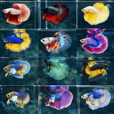 A betta fish with flowing, colorful fins.