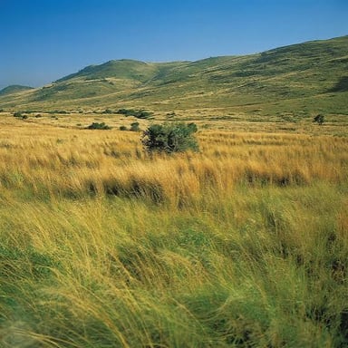 An expansive South African grassland with scattered shrubs and trees.
