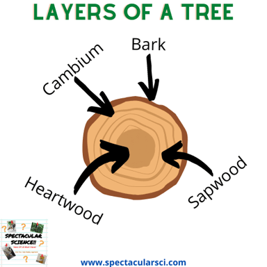 Diagram showing bark surrounding the outside of a tree trunk.