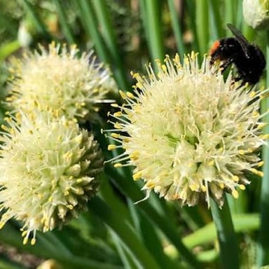 Onions and garlic, vegetables in the Allium group.