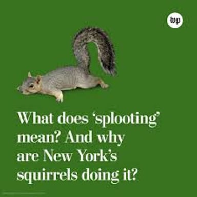 A squirrel moving quickly and unpredictably through a park.