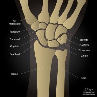 An anatomical illustration locating the trapezium at the base of the thumb.