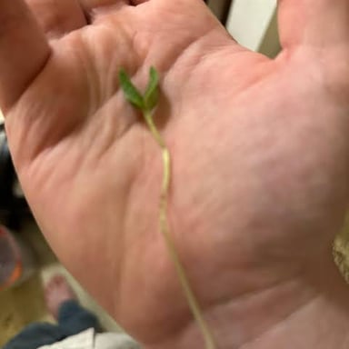 A hand pinching a small piece from a plant stem.
