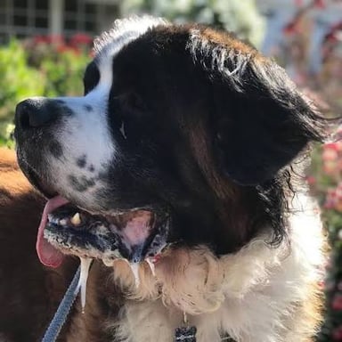 A Saint Bernard dog with visible drool around its mouth.