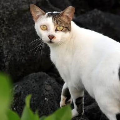 A cat lives outdoors rather than in a domestic setting.