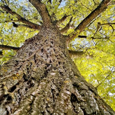 Close view of a tree’s main trunk and bark.