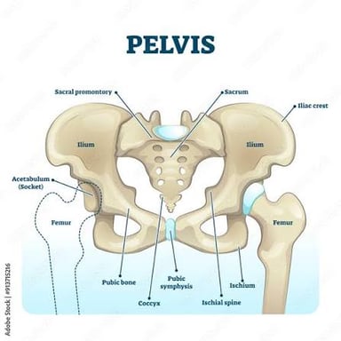 An anatomical illustration showing the ischium as the lower rear part of the pelvis.