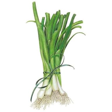 Fresh spring onions with small white bulbs and long green leaves