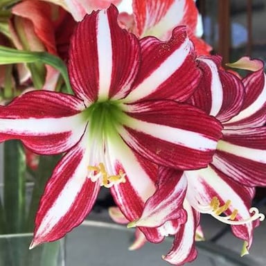 A red amaryllis flower with large trumpet-shaped petals.