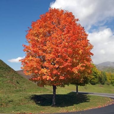 Trees with autumn foliage in October.