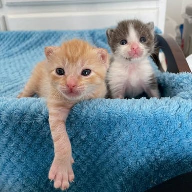 Two young kittens from the same litter resting together.
