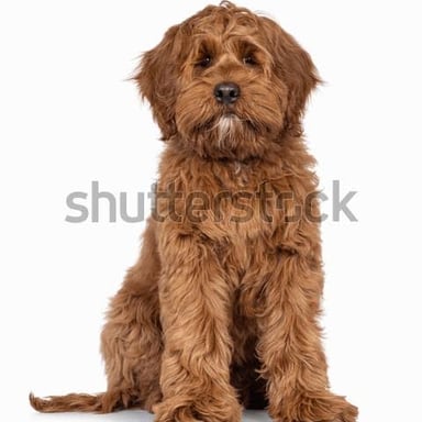 A dog sitting quietly with its mouth closed.