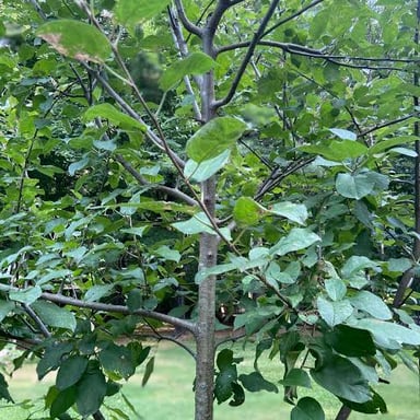 A barren tree with branches that bear no fruit