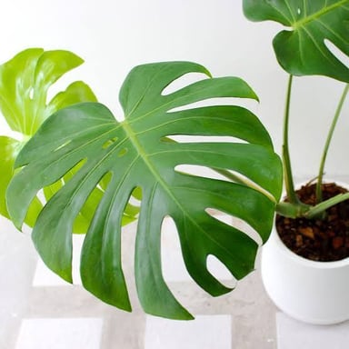 A Monstera deliciosa plant with large, hole-patterned leaves.