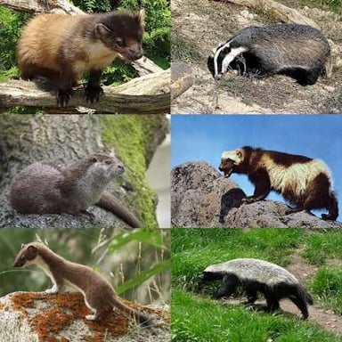 Examples of mustelids, including a weasel, an otter, a badger, and a marten.