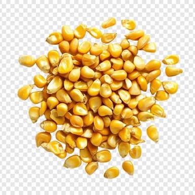 Golden yellow corn kernels on an ear of maize.