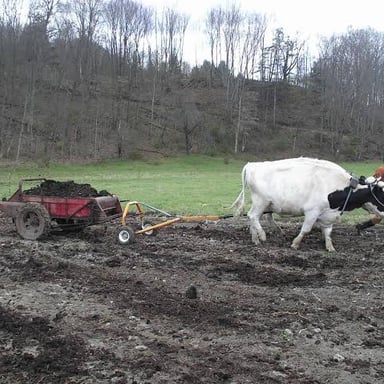 A pair of oxen working together to pull a farm plow.