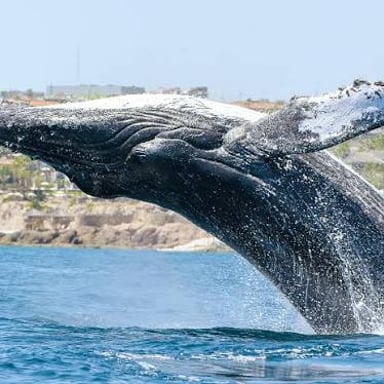 A large whale surfacing in the ocean.