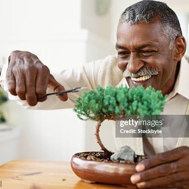 A person carefully trimming a bonsai tree with pruning shears