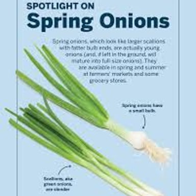 Scallions with long green stalks and small white bases.
