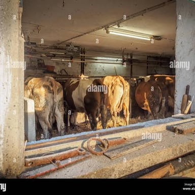 Cows standing inside a farm shelter.