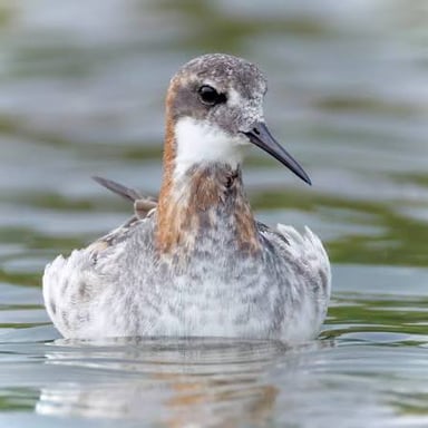 A phalarope shorebird standing near water