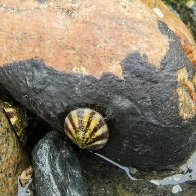 A limpet with a cone-shaped shell attached to a rock by the shore.
