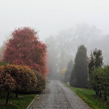 Mist hangs over a cool, damp landscape.