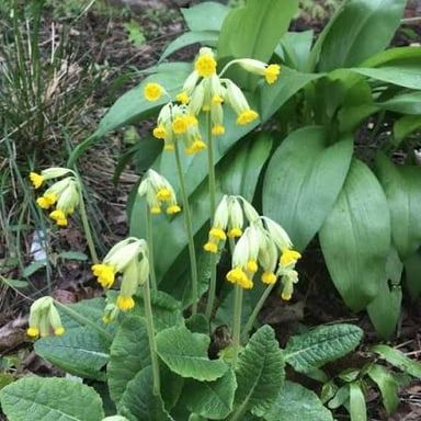 Yellow cowslip flowers growing on slender stems.