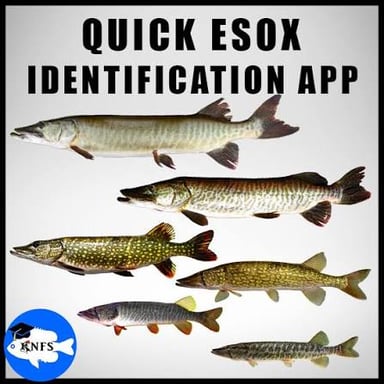 A pickerel, a freshwater fish related to pike.