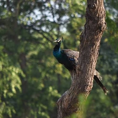 A bird perched among branches, an uncommon sight in its habitat.